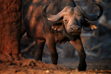Obraz premium Close up African buffalo, Syncerus caffer, dangerous animal in vibrant morning light. Big male coming out of the forest, looking towards the camera. Direct view, low angle photo. Mana Pools, Zimbabwe.