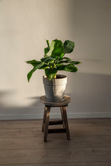 a Musa Acuminata or bananaplant in apartment against white wall. Scandinavian style or interior.