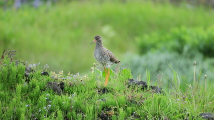 Fototapeta premium Red-breasted Thrush on the background of the Icelandic landscape