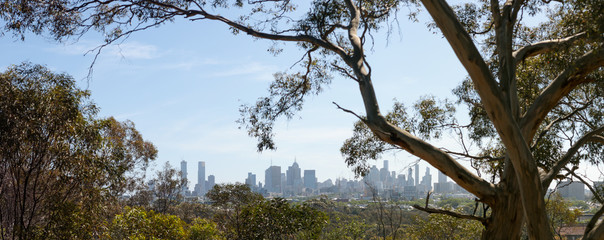 Panoramic of the Melbourne city skyline viewed thru native Australian trees, the branches stretching over the city buildings and skyscrapers on an overcast day