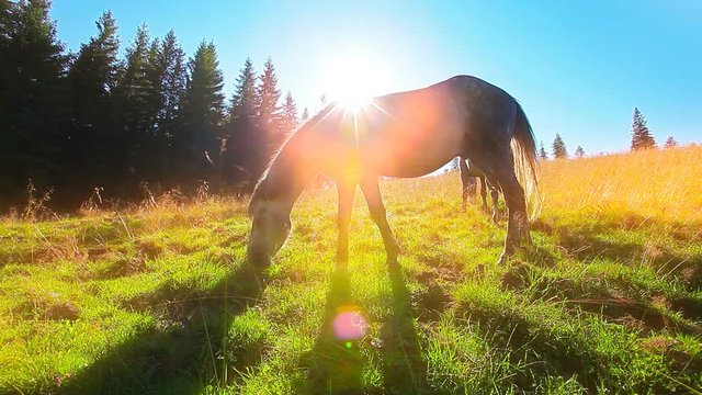 horses grazing on the background of the morning sun
