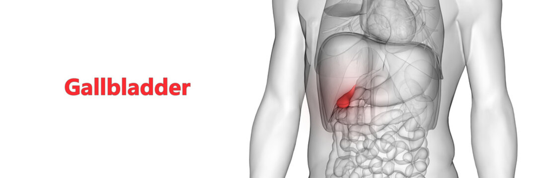 Human Internal Organ Gallbladder Anatomy