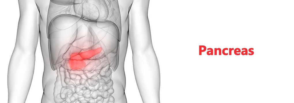 Human Internal Digestive Organ Pancreas Anatomy