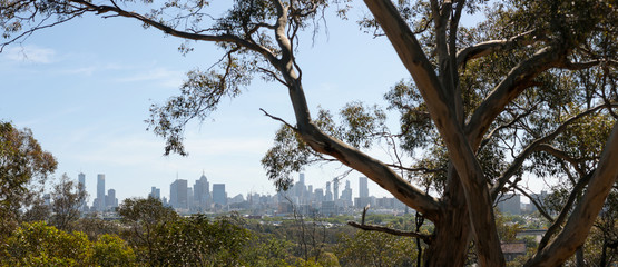 Panoramic of the Melbourne city skyline viewed thru native Australian trees, the branches...