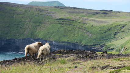 Sheep against the backdrop of Icelandic landscape