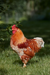 Pride red rooster standing proudly in the garden grass