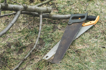 pruning dry branches from trees in the garden, close-up two hand saws and cut branches
