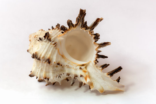A murex mollusc sea shell  on white background
