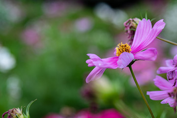 closeup of pink flower