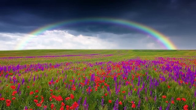 field of flowers and the cloudy sky