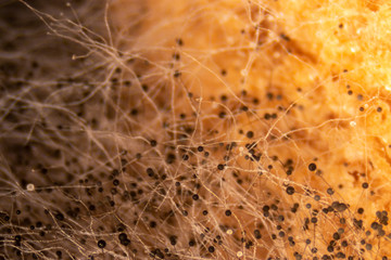 Backgrounds Colony Characteristics of Rhizopus (bread mold) is a genus of common saprophytic fungi, Rhizopus (bread mold) under the microscope.