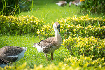 goose on grass