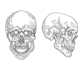 Anatomical human skulls isolated on white background. Vector illustration. Vintage engraving style.
