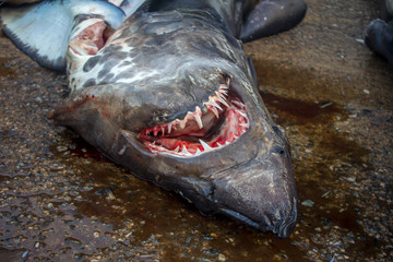 NEGOMBO, SRI LANKA - December 05, 2017. Unsanitary conditions and freshly caught sharks. Fish Market in Negombo, Sri Lanka
