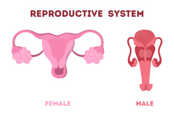 Woman and man reproductive system. Internal human organ.