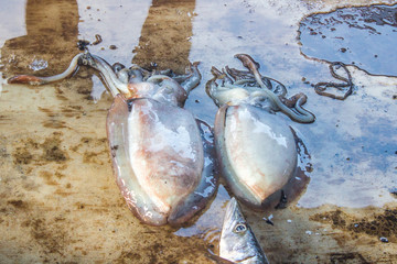 Freshly caught squids at a market in Negombo, Sri Lanka