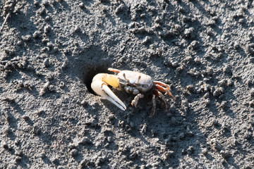 Beautiful lake crabs appear at low tide
