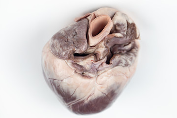 Concept of Education anatomy and physiology of heart in laboratory.