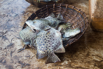 Fresh caught fish at the market in Negombo