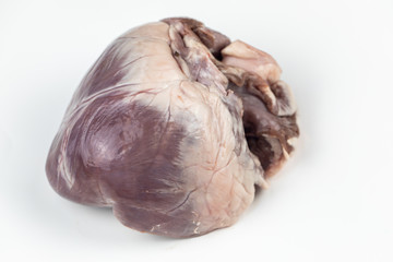 Concept of Education anatomy and physiology of heart in laboratory.