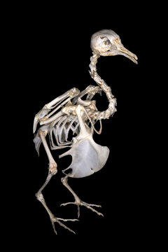 Isolated common pigeon (Columba livia Gmelin, 1789) skeleton (sublateral view) on a black background