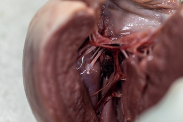 Concept of Education anatomy and physiology of heart in laboratory.