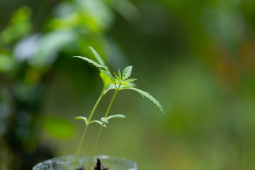 Beautiful leaves of marijuana cannabis and detail background of cannabis.