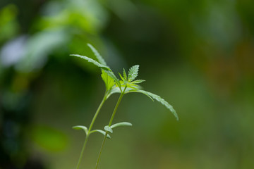 Beautiful leaves of marijuana cannabis and detail background of cannabis.