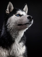Obraz premium a young husky dog on black background