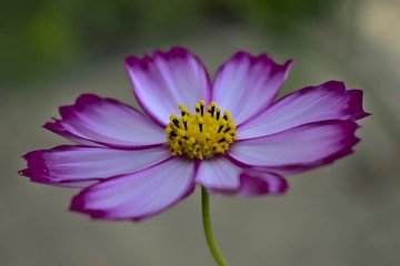 Fototapeta premium A wild flower growing in the fields near Roermond, Netherlands. Shot on a summers day in 2019.