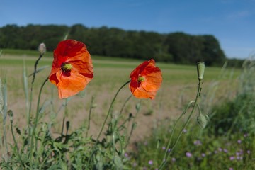 Poppies