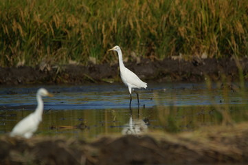 The cattle egret (Bubulcus ibis) is a cosmopolitan species of heron (family Ardeidae) found in the tropics, subtropics, and warm-temperate zones. It is the only member of the monotypic genus Bubulcus.