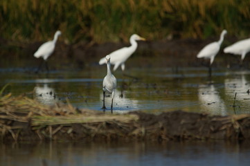 The cattle egret (Bubulcus ibis) is a cosmopolitan species of heron (family Ardeidae) found in the tropics, subtropics, and warm-temperate zones. It is the only member of the monotypic genus Bubulcus.