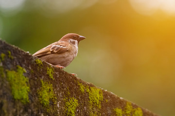 beautiful bird in nature