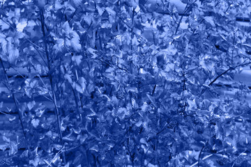 Trend color 2020 classic blue. Young foliage in a fashionable blue color. Trendy color concept of the year, classic blue background. Top view mock up for design. Close-up. Selective focus