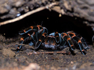 Wild Tarantula found during a night visit to the Monte Verde National Park (Costa Rica)