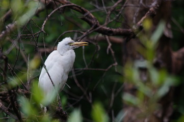 The cattle egret (Bubulcus ibis) is a cosmopolitan species of heron (family Ardeidae) found in the tropics, subtropics, and warm-temperate zones. It is the only member of the monotypic genus Bubulcus.