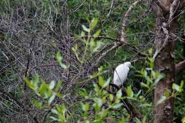 The cattle egret (Bubulcus ibis) is a cosmopolitan species of heron (family Ardeidae) found in the tropics, subtropics, and warm-temperate zones. It is the only member of the monotypic genus Bubulcus.