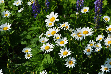 Fototapeta premium Summer meadow with beautiful flowers - white daisies and violet lupines.