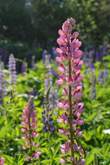 Beautiful pink lupin flowers in sunny garden.