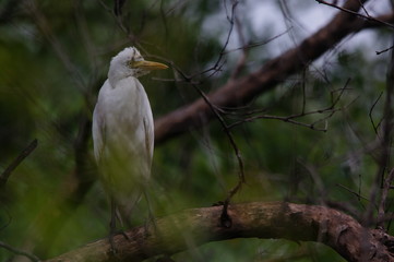 The cattle egret (Bubulcus ibis) is a cosmopolitan species of heron (family Ardeidae) found in the tropics, subtropics, and warm-temperate zones. It is the only member of the monotypic genus Bubulcus.