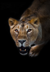 Fototapeta na wymiar In the dark Lioness look and roaring mouth. predatory interest of big cat portrait of a muzzle of a curious peppy lioness close-up