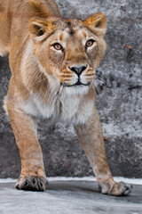 Obraz na płótnie Canvas In the dark close paws. predatory interest of big cat portrait of a muzzle of a curious peppy lioness close-up discolored coat, bright orange eyes.