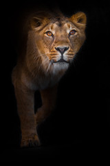 Plakat In the dark curious beast. predatory interest of big cat portrait of a muzzle of a curious peppy lioness close-up