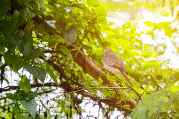 beautiful bird in nature
