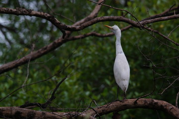 The cattle egret (Bubulcus ibis) is a cosmopolitan species of heron (family Ardeidae) found in the tropics, subtropics, and warm-temperate zones. It is the only member of the monotypic genus Bubulcus.
