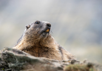 Murmeltier (Marmota) in den Alpen