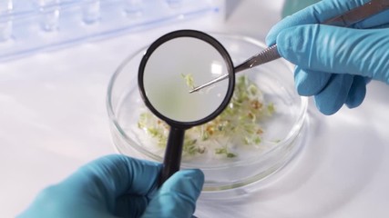 Biologist examines sample. Science, biology, ecology. Professional scientist wearing protective mask working with herb samples in his laboratory. - Powered by Adobe