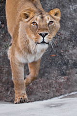 predatory interest of  big cat portrait of a muzzle of a curious peppy lioness close-up