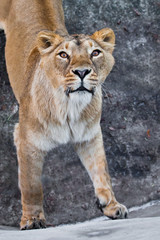 predatory interest of  big cat portrait of a muzzle of a curious peppy lioness close-up